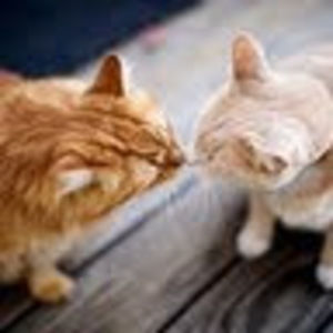 Meet your Posher, Vikki